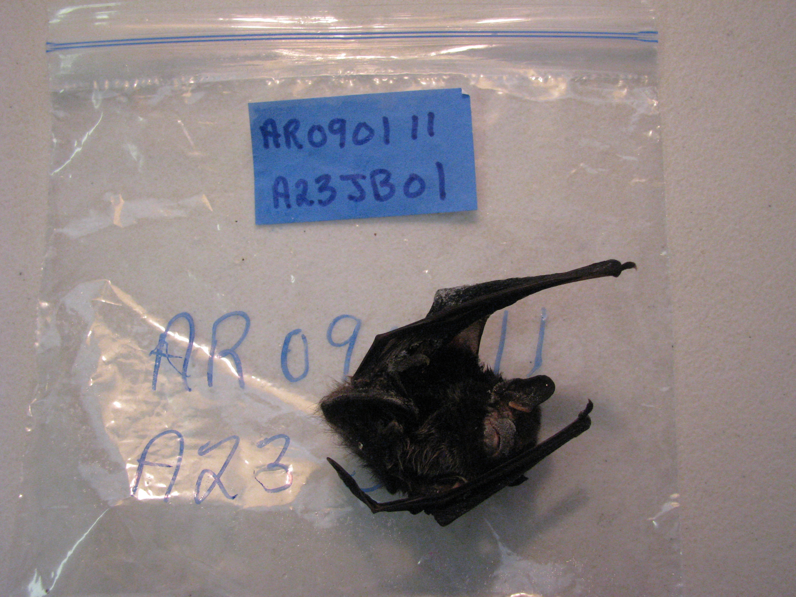 HAWT mortality: juvenile male silver-haired bat