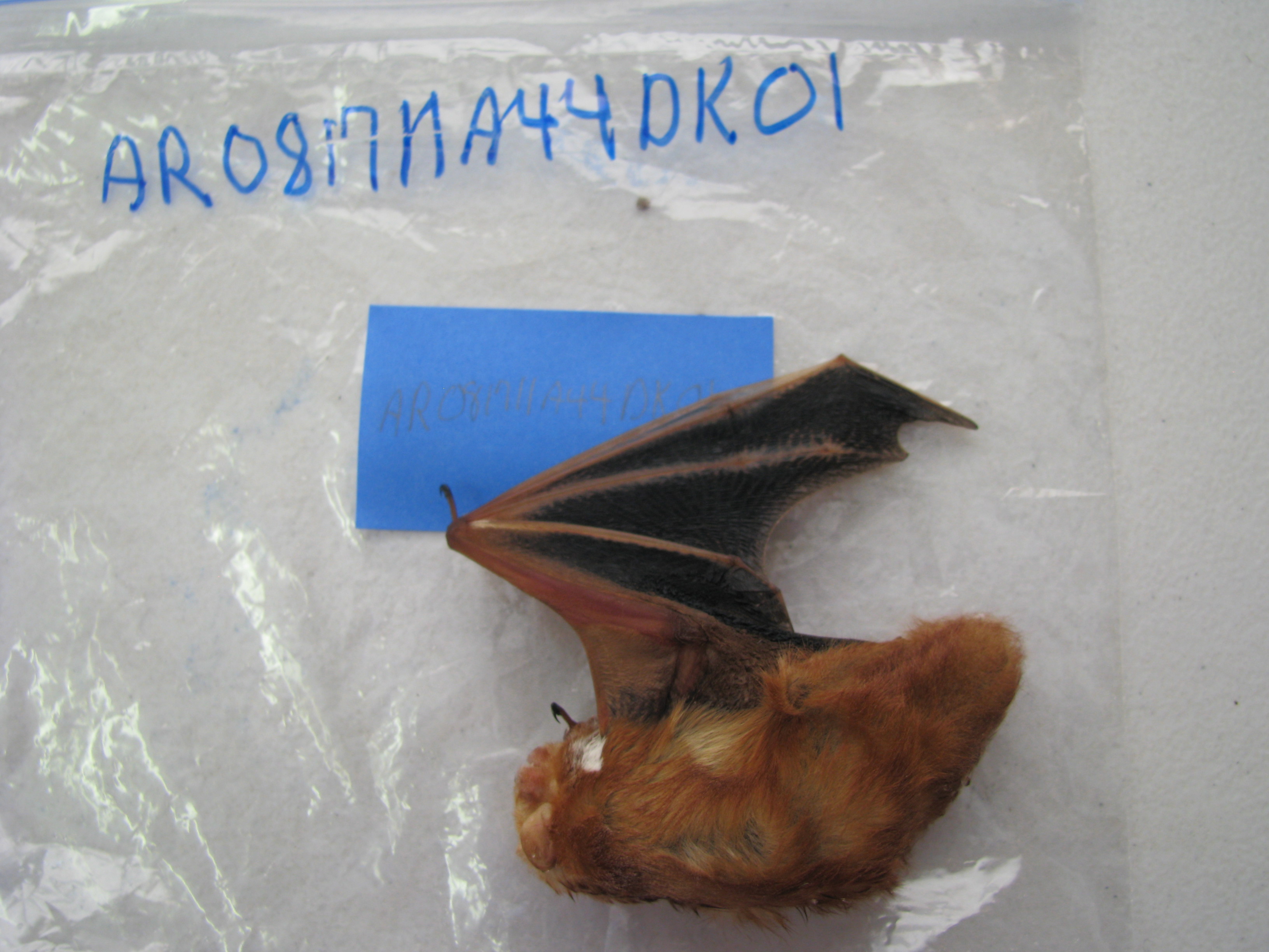 HAWT mortality: female eastern red bat