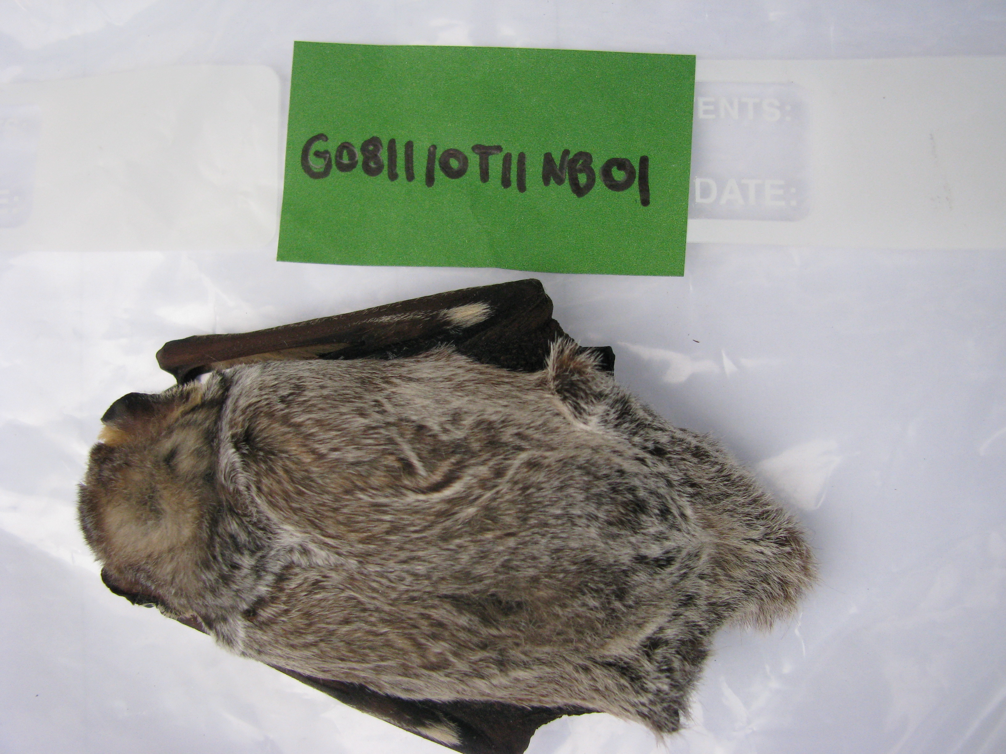 HAWT mortality: male hoary bat