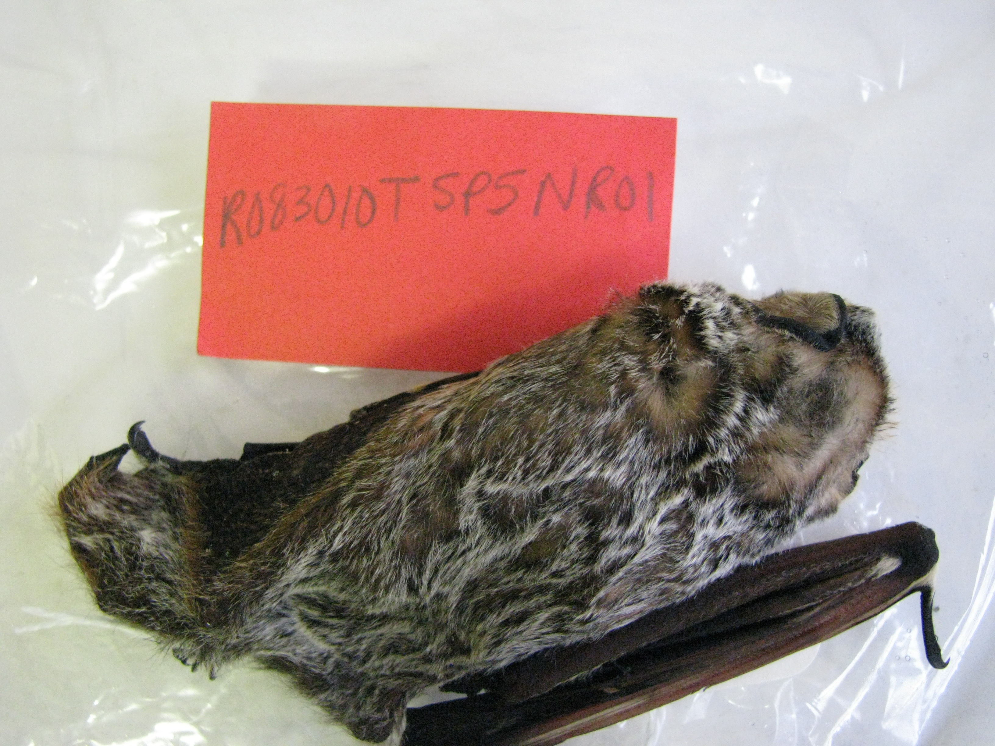 HAWT mortality: lactating female hoary bat