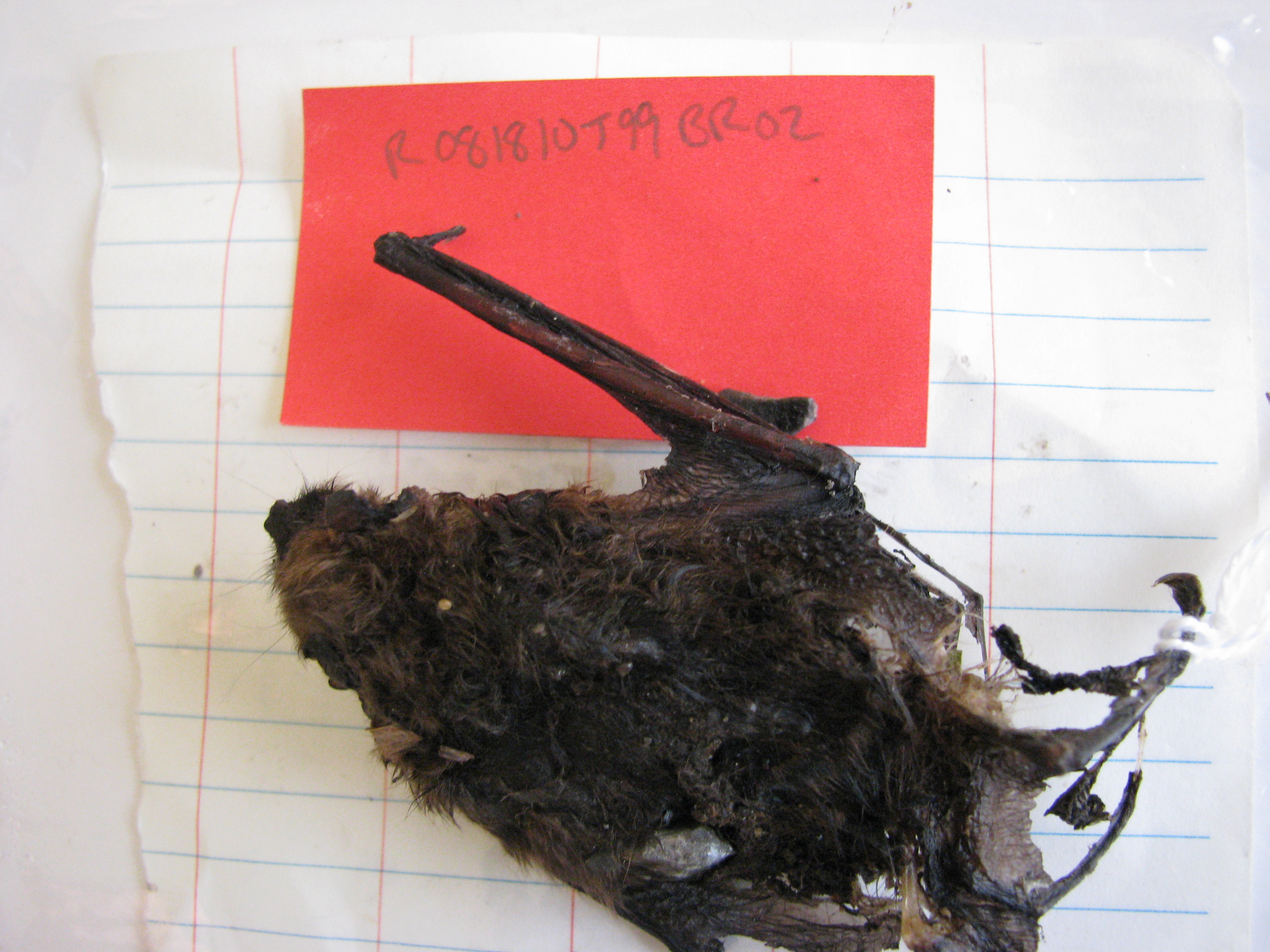 HAWT mortality: partial carcass of adult big brown bat