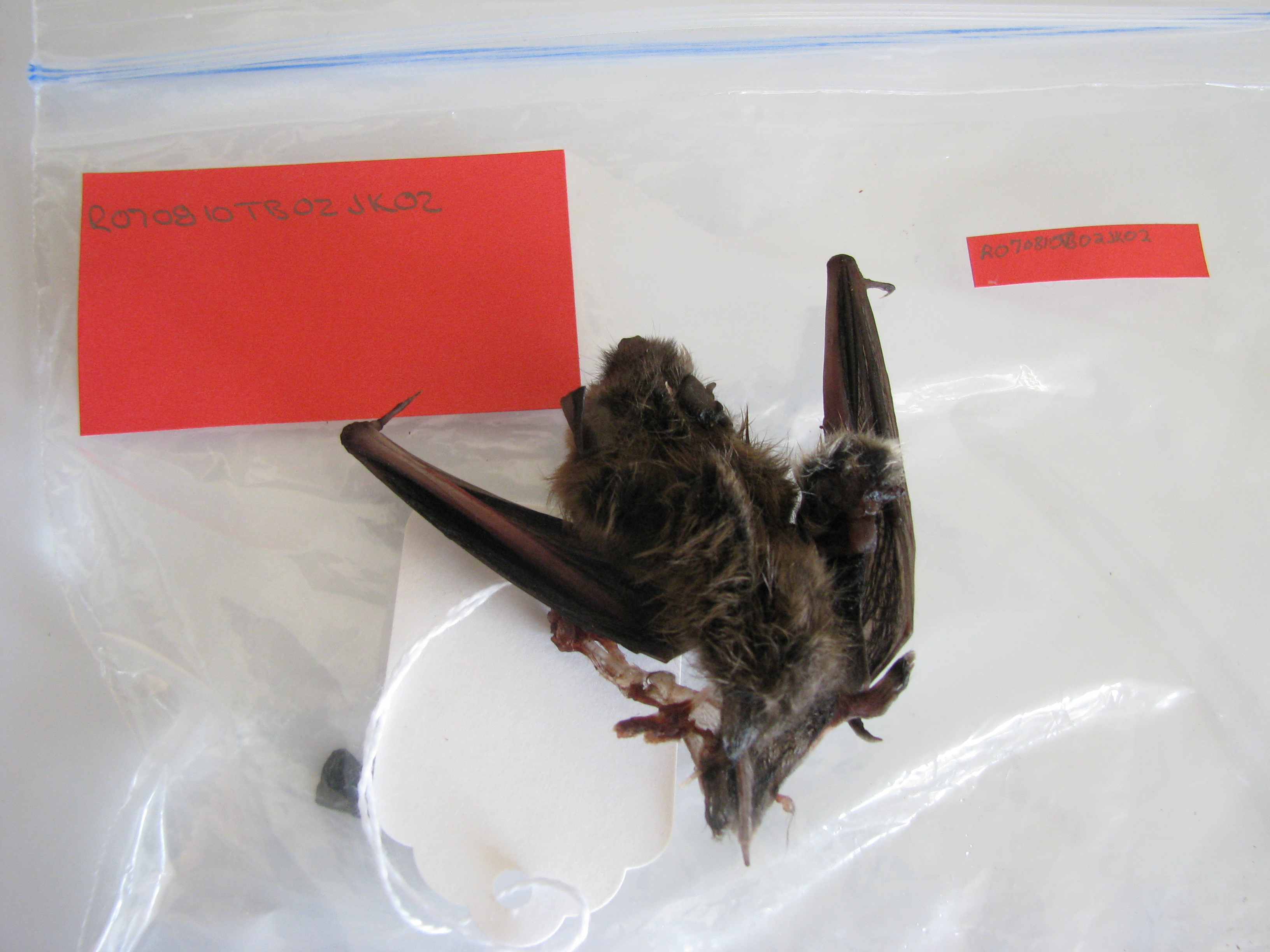 HAWT mortality: little brown bat