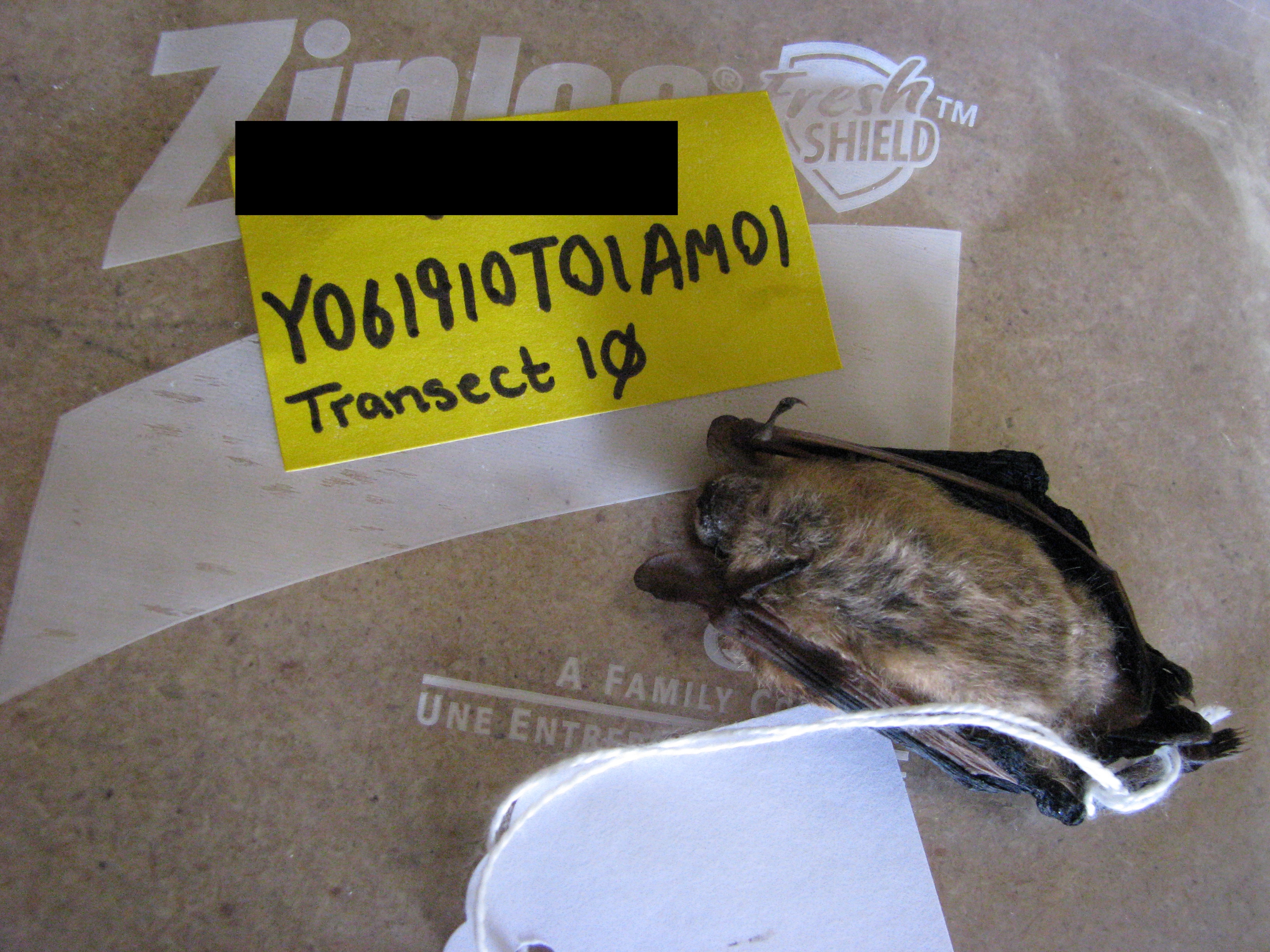 HAWT mortality: adult male tri-colored bat