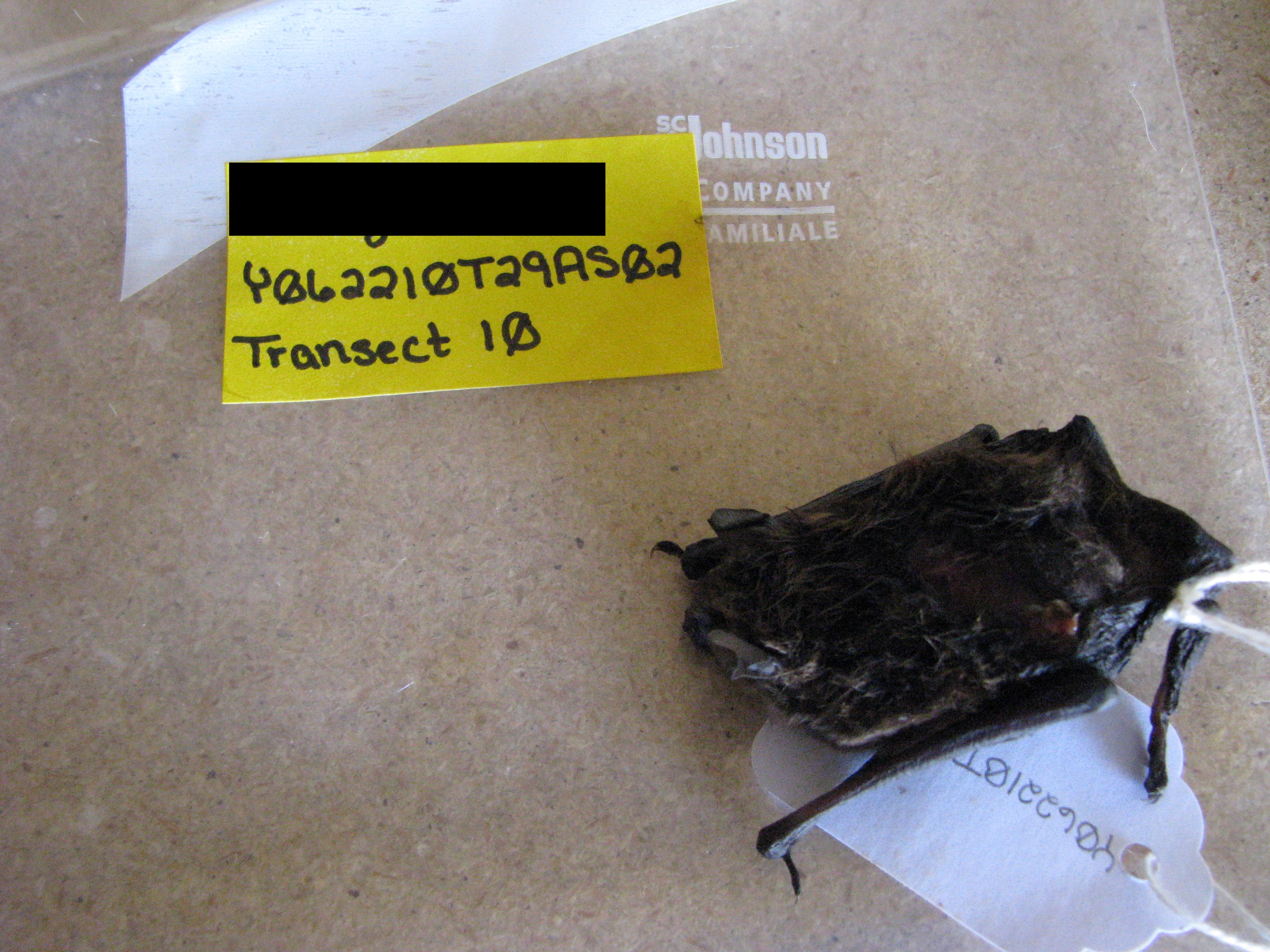 HAWT mortality: pregnant female little brown bat
