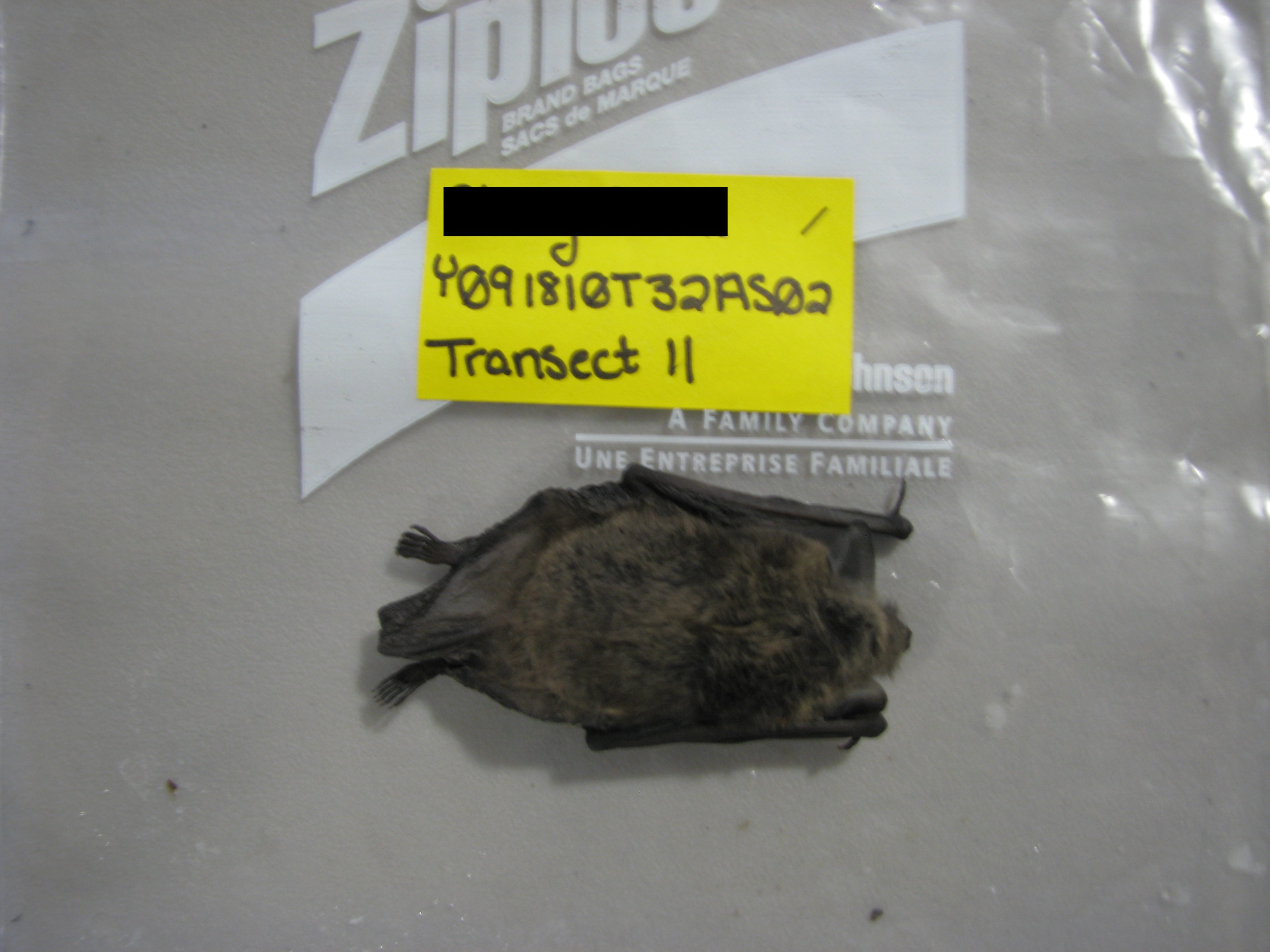 HAWT mortality: male northern long-eared bat