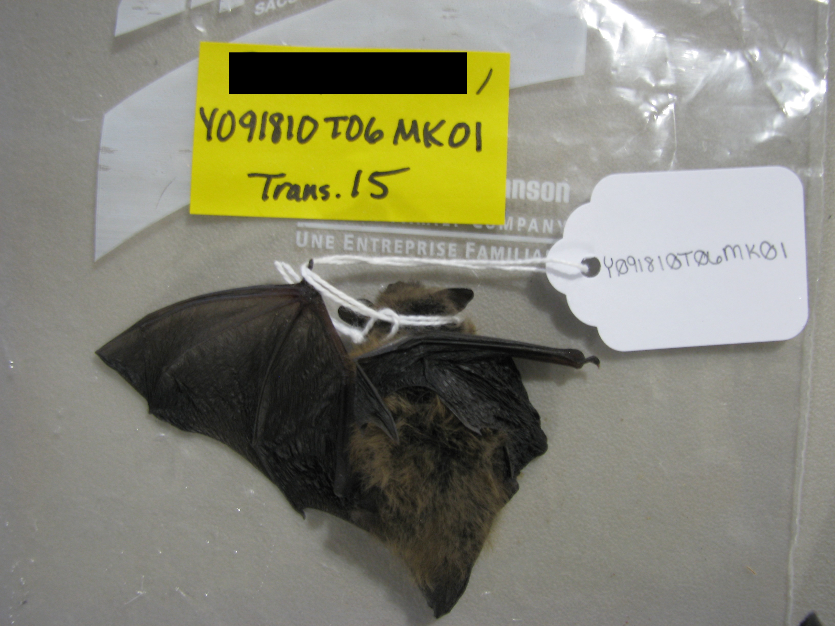 HAWT mortality: juvenile male northern long-eared bat