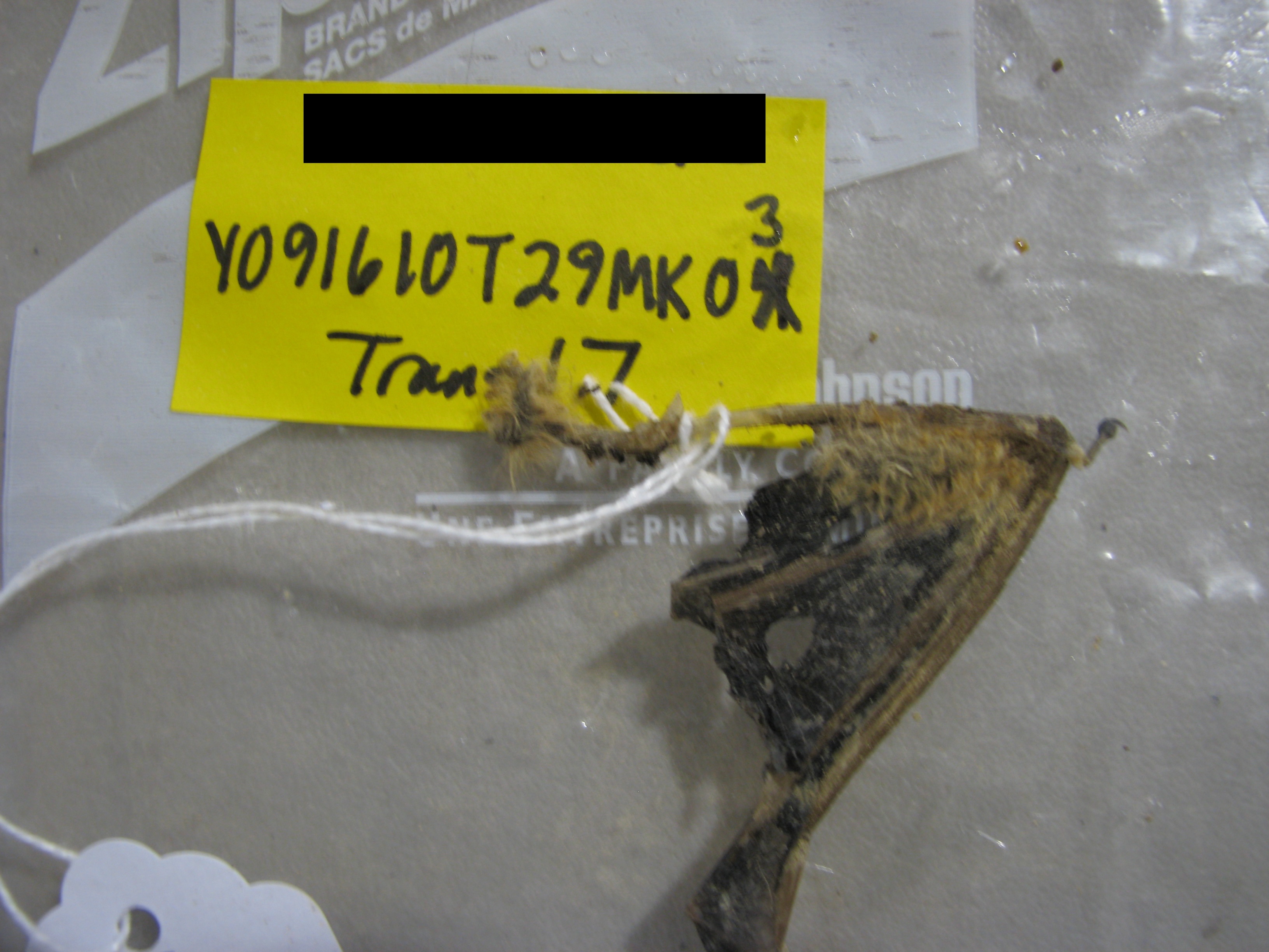 HAWT mortality: partial carcass of red bat