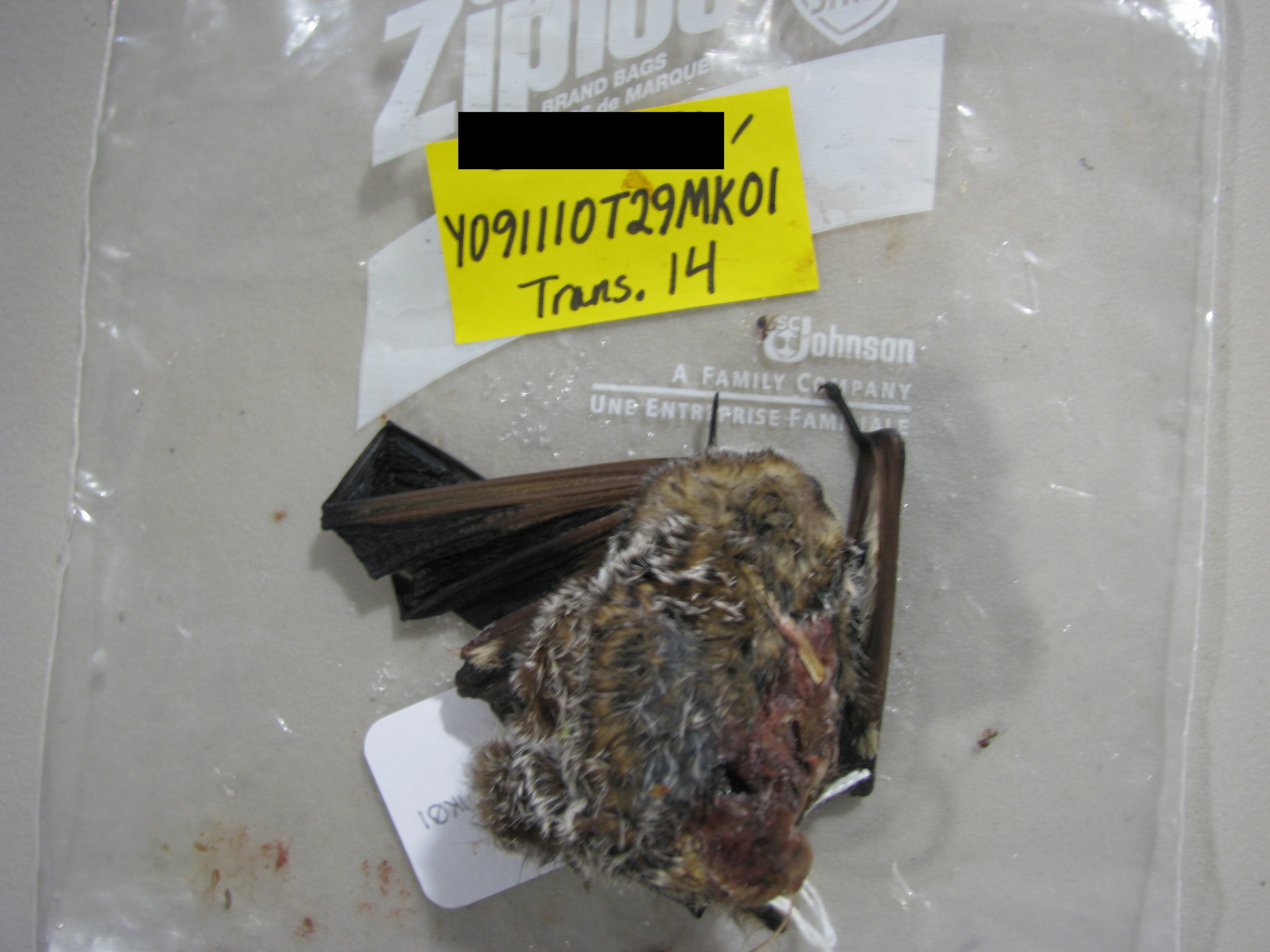 HAWT mortality: post-lactating female hoary bat