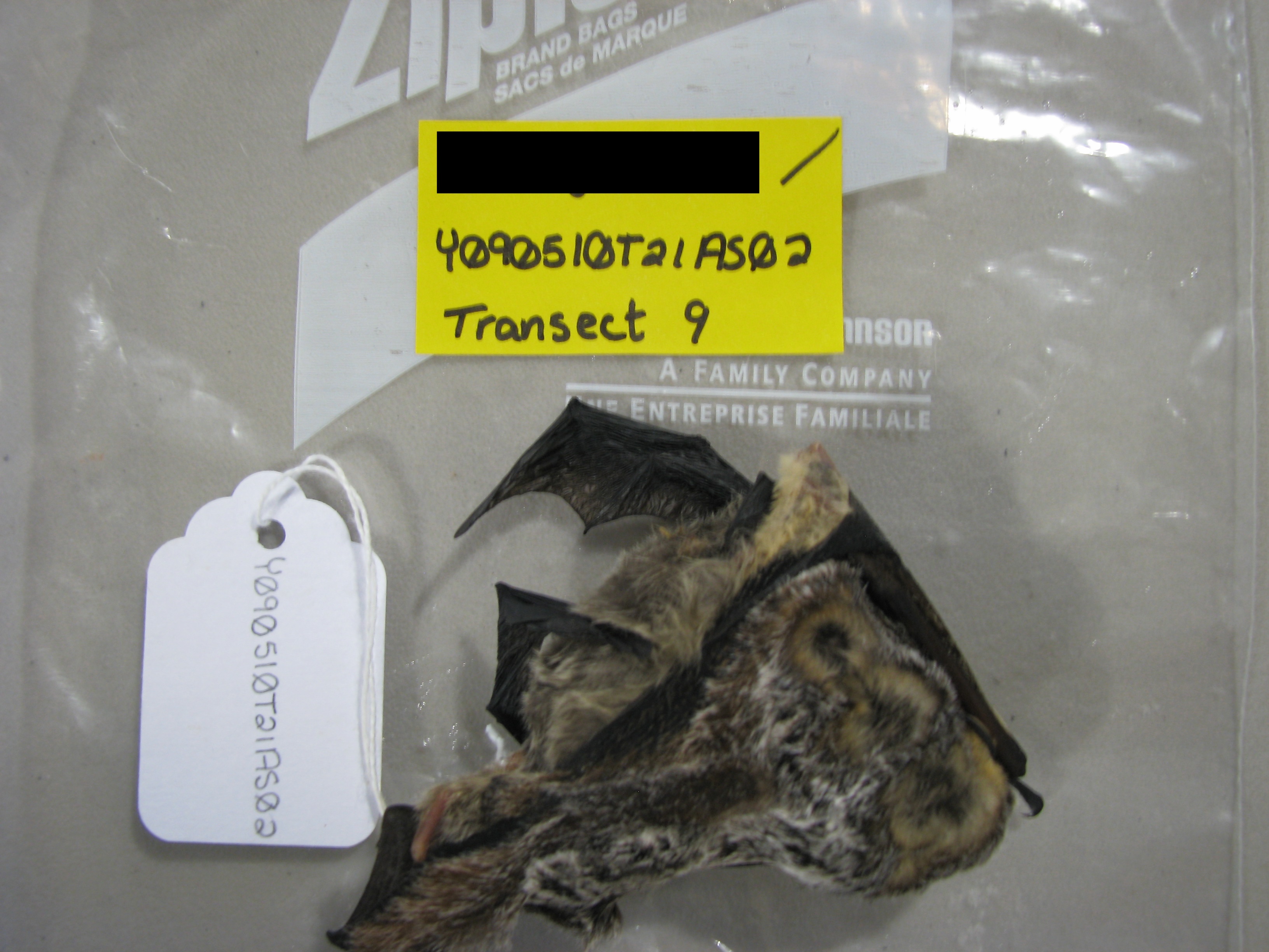 HAWT mortality: male hoary bat